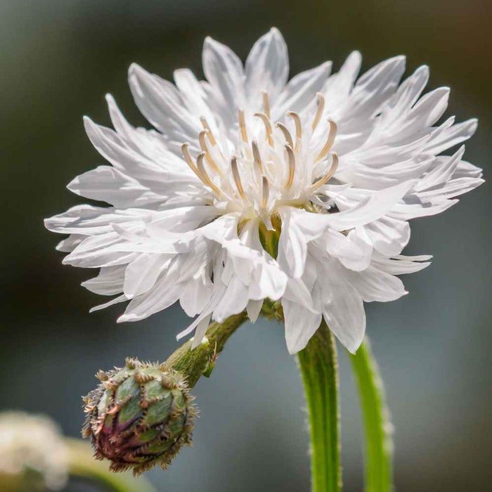 White Cornflower Bachelors Button Garden Flower Plant 1000 Seeds Fresh Seeds