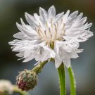 White Cornflower Bachelors Button Garden Flower Plant 1000 Seeds Fresh Seeds