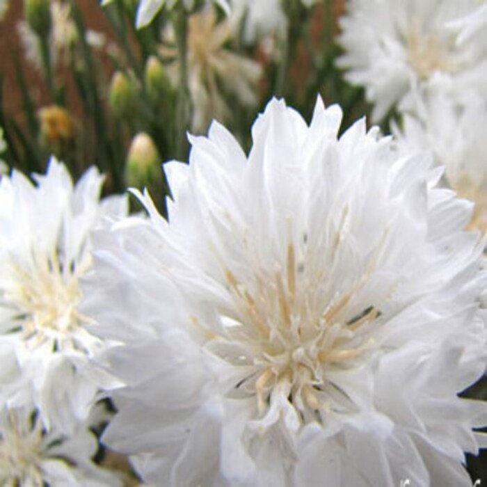 White CornFlower White Bachelors Button Flower 2000 Seeds Fresh Seeds