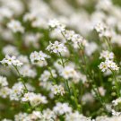 White Forgetmenot Flower 10000 Seeds Fresh Seeds