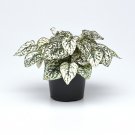 White Hypoestes Polka Dot Plant 100 Seeds Fresh Seeds