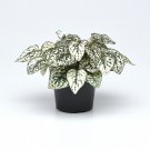 White Hypoestes Polka Dot Plant 50 Seeds Fresh Seeds