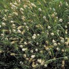 White Prairie Clover Candida Flower 1000 Seeds Fresh Seeds