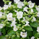 White Torenia Wishbone Flowers Grown From Flower 100 Seeds Fresh Seeds