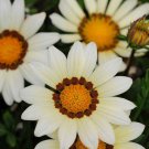 White Treasure Flower Gazania Rigens Ground Cover Plant 25 Seeds Fresh Seeds