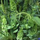 WildFlower Annual Green Color Shades Wild Flower 5000 Seeds Fresh Seeds