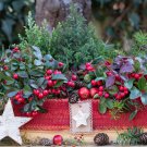 Wintergreen Wintergreen Ground Cover 1000 Seeds Fresh Seeds
