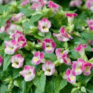 Wishbone Flower Torenia Fournieri Kauai Rose 100 Seeds Fresh Seeds