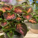 Wizard Coral Sunrise Coleus Foliage Plant 100 Seeds Fresh Seeds