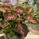 Wizard Coral Sunrise Coleus Foliage Plant 200 Seeds Fresh Seeds