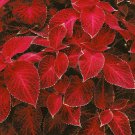 Wizard Red Velvet Coleus Shade Garden Plants 100 Seeds Fresh Seeds