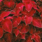 Wizard Red Velvet Coleus Shade Garden Plants 200 Seeds Fresh Seeds