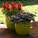 WoolFlower Celosia Plumosa Nana Glitters Scarlet 500 Seeds Fresh Seeds