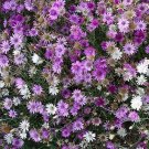 Xeranthemum Annuum Immortelle Flower 10000 Seeds Fresh Seeds