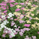 Yarrow Achillea Summer Pastel Mix Garden Plant Flower 1000 Seeds Fresh Seeds