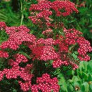 Yarrow Cerise Queen Achillea Flower 10000 Seeds Fresh Seeds