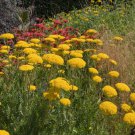 Yarrow Fernleaf Yarrow Flower 10000 Seeds Fresh Seeds