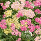 Yarrow Achillea Summer Pastel Mix Flower 2000 Seeds Fresh Seeds
