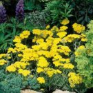 Yarrow Dwarf Ground Cover 2000 Seeds Fresh Seeds