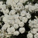 Yarrow Sneezewort Achillea Ptarmica Garden Flower 5000 Seeds Fresh Seeds