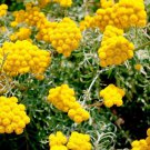 Yellow Ageratum Lonas Inodora Flower 5000 Seeds Fresh Seeds
