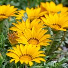 Yellow Treasure Flower Gazania Ground Cover Plant 25 Seeds Fresh Seeds