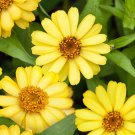 Yellow Zinnia Marylandica Plant Flower 25 Seeds Fresh Seeds