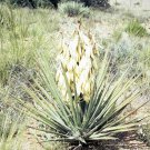 Yucca Baccata Banana Yucca Garden Plant 10 Seeds Fresh Seeds