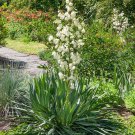 Yucca Filamentosa Adams Needle Garden Shrub Plant 200 Seeds Fresh Seeds