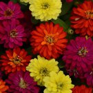 Zinnia Double Brilliant Flower Mix 100 Seeds Fresh Seeds