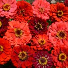 Zinnia Elegans Berry Tart Flower Cut Flower Mix 2000 Seeds Fresh Seeds