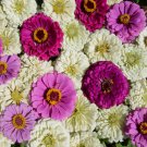 Zinnia Elegans Blueberry Cheesecake Flower Mix 2000 Seeds Fresh Seeds