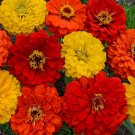 Zinnia Elegans Lava Lamp Flower Mixture 2000 Seeds Fresh Seeds