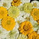 Zinnia Elegans Lemon Meringue Flower Mix 2000 Seeds Fresh Seeds