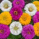 Zinnia Elegans Mardi Gras Flower Mix 2000 Seeds Fresh Seeds