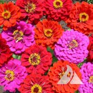 Zinnia Elegans Merlot Flower Mix 2000 Seeds Fresh Seeds