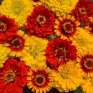Zinnia Elegans South Of The Border Red Yellow Bicolor Flower 2000 Seeds Fresh Seeds