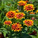 Zinnia Elegans Zowie Yellow Flame Flower 15 Seeds Fresh Seeds