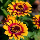 Zinnia Elegans Zowie Yellow Flame Flower 30 Seeds Fresh Seeds