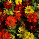 Zinnia Flower Plant Bonfire Mix 100 Seeds Fresh Seeds