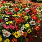Zinnia Flower Mix For Containers Gardens 100 Seeds Fresh Seeds