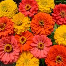 Zinnia Fruity Beauty Cut Flower Mix 2000 Seeds Fresh Seeds