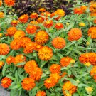 Zinnia Marylandica Zahara Double Orange Bright 100 Seeds Fresh Seeds