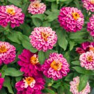 Zinnia Marylandica Zahara Double Raspberry Ripple Flower 100 Seeds Fresh Seeds