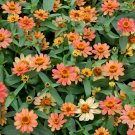 Zinnia Profusion Apricot Flower 50 Seeds Fresh Seeds