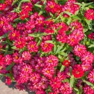 Zinnia Profusion Double Hot Cherry Flower 25 Seeds Fresh Seeds