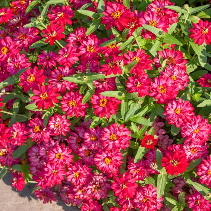 Zinnia Profusion Double Hot Cherry Flower 50 Seeds Fresh Seeds