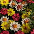 Zinnia Raspberry Lemonade Flower Mix 50 Seeds Fresh Seeds
