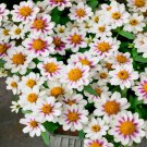 Zinnia Rose Starlight Flower 50 Seeds Fresh Seeds