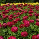 Zinnia Cherry Queen Zinnia Flower 2000 Seeds Fresh Seeds